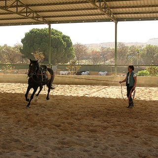 clases de hipica